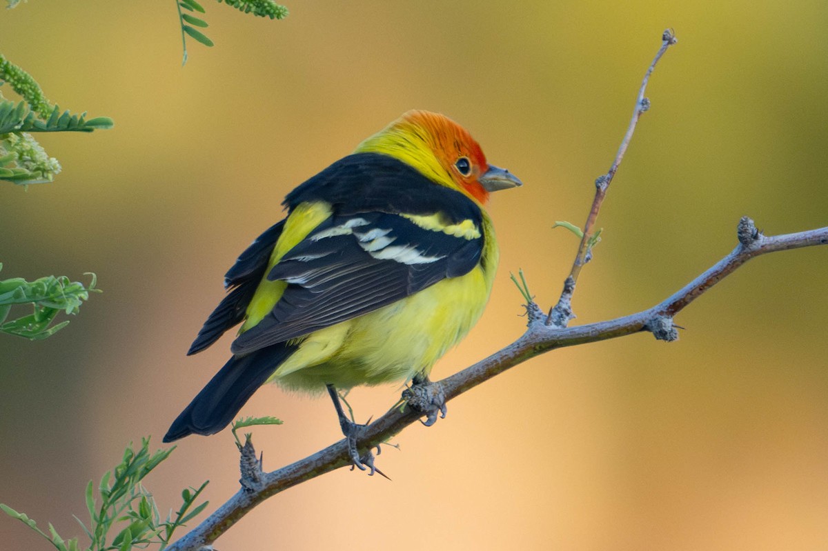 Western Tanager - Nancy Christensen