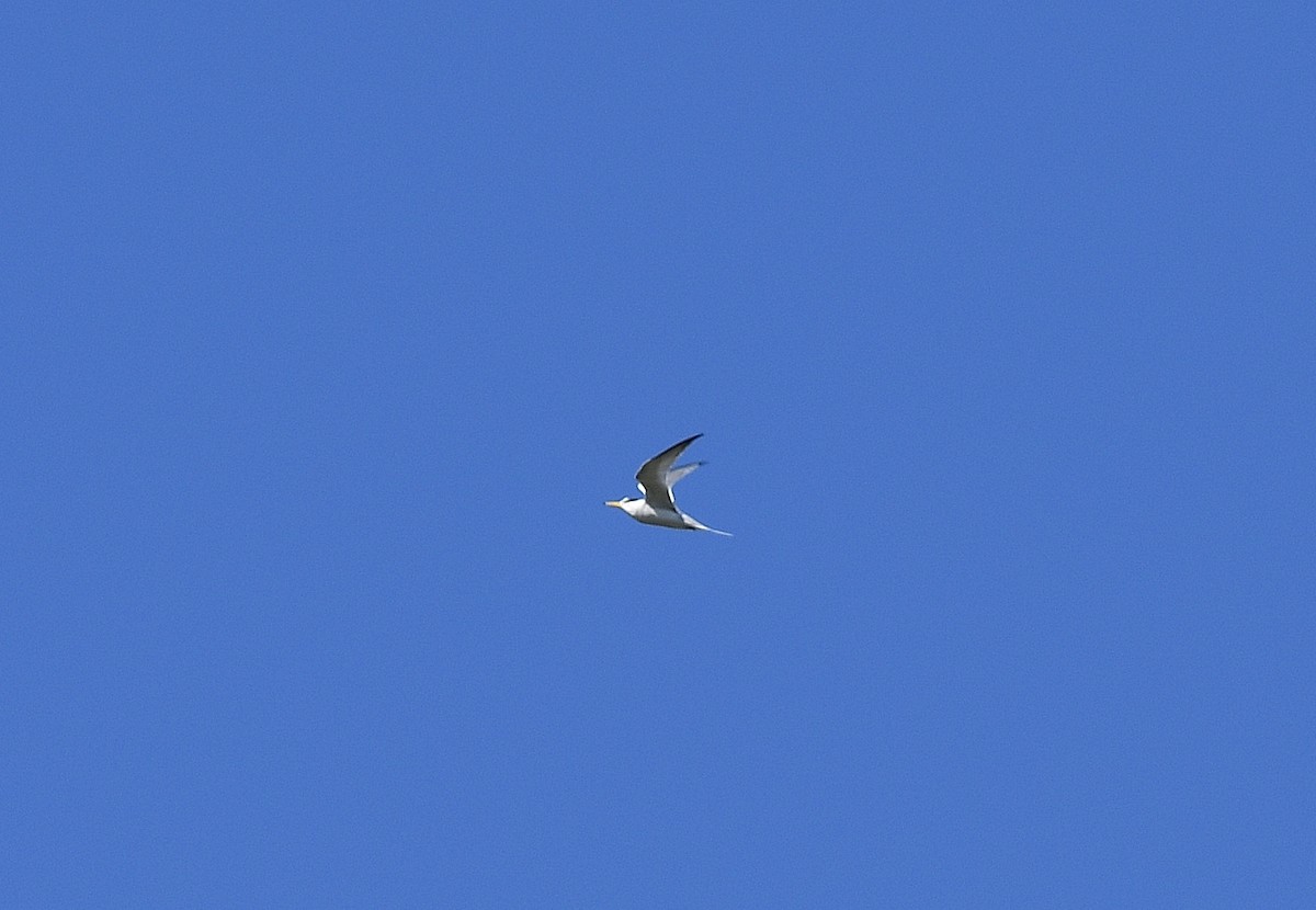 Least Tern - JoAnna Clayton