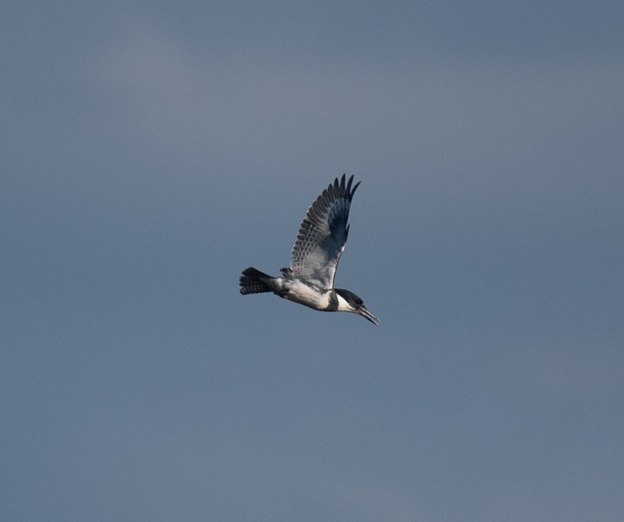 Belted Kingfisher - Clive Harris