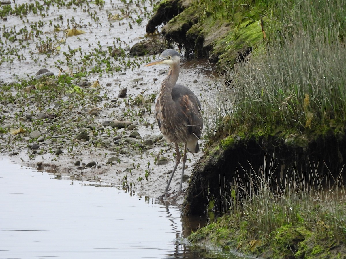 Great Blue Heron - ML618184469