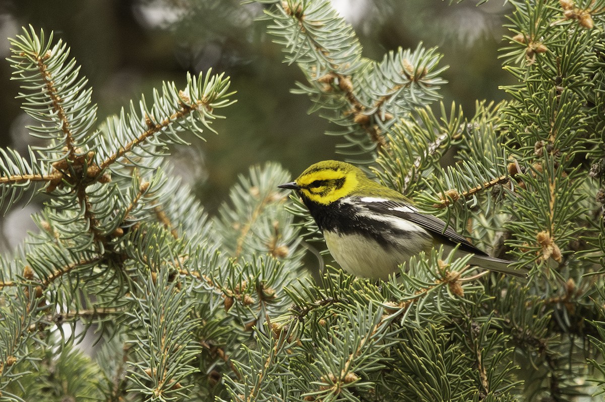 Black-throated Green Warbler - Cam Nikkel