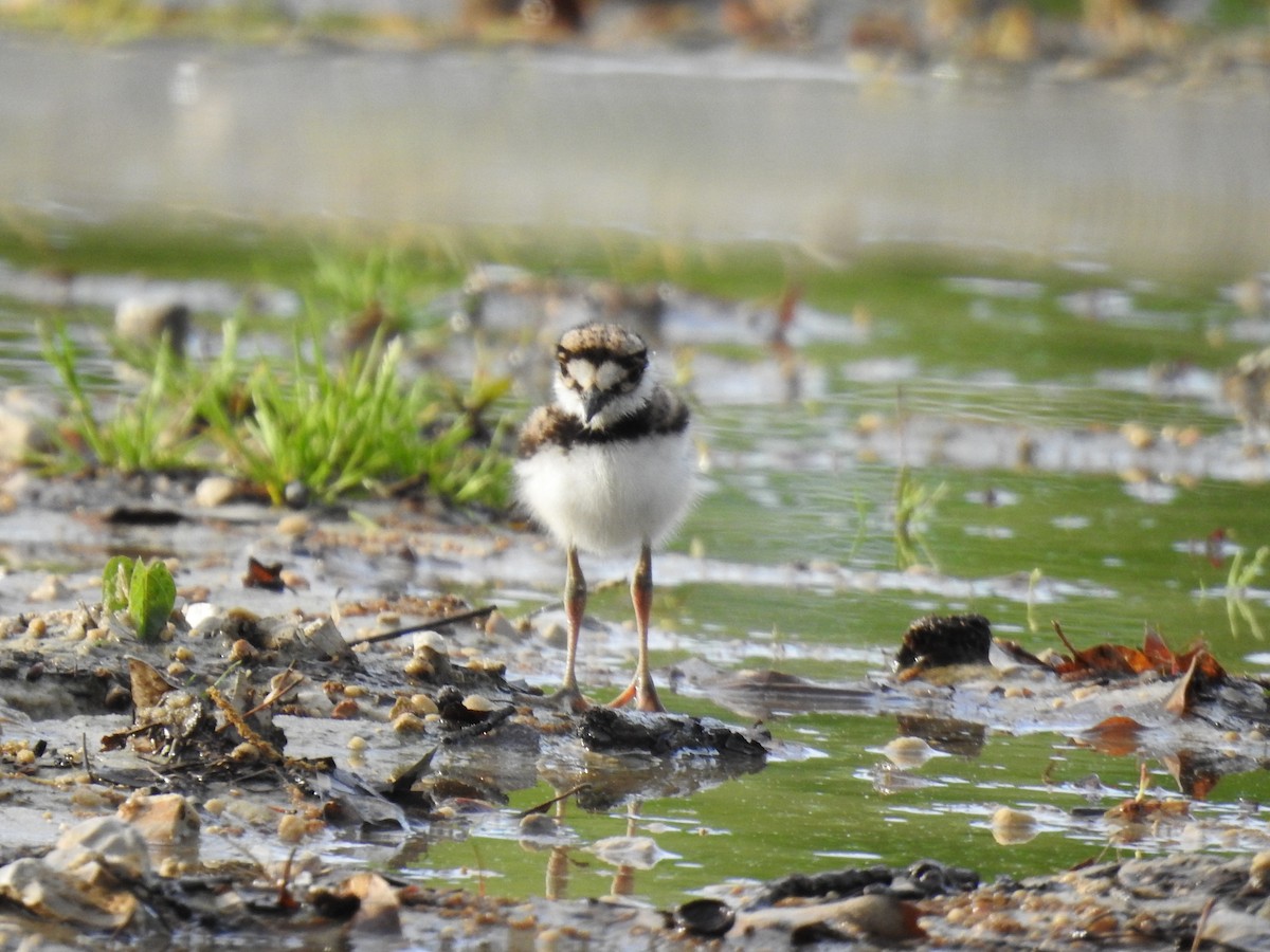 Killdeer - James Bolte