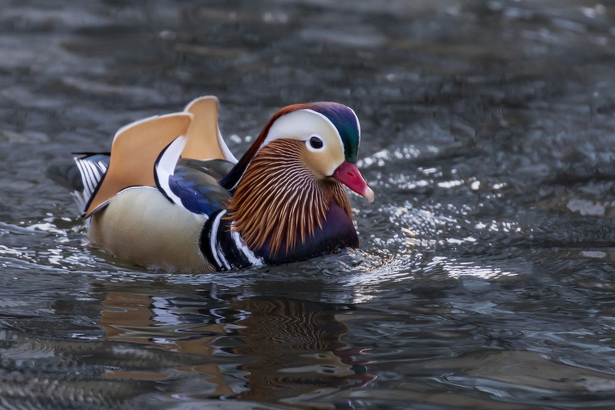Mandarin Duck - ML618184517