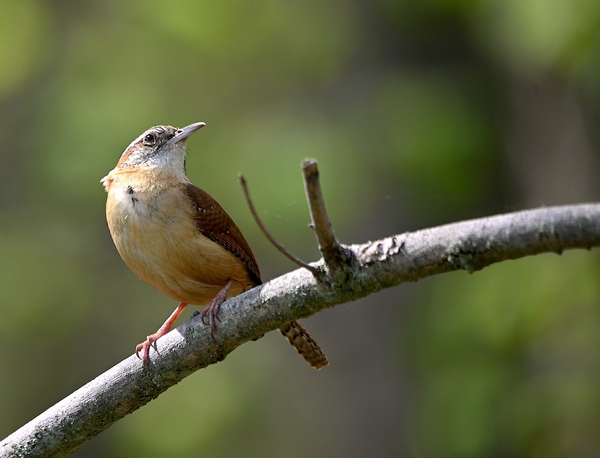 Carolina Wren - Alecia Gorski