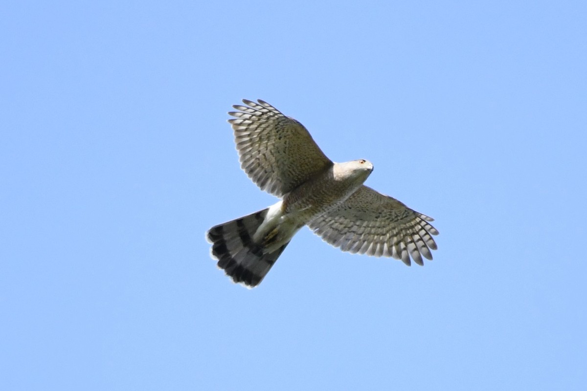 Cooper's Hawk - Donna Carter