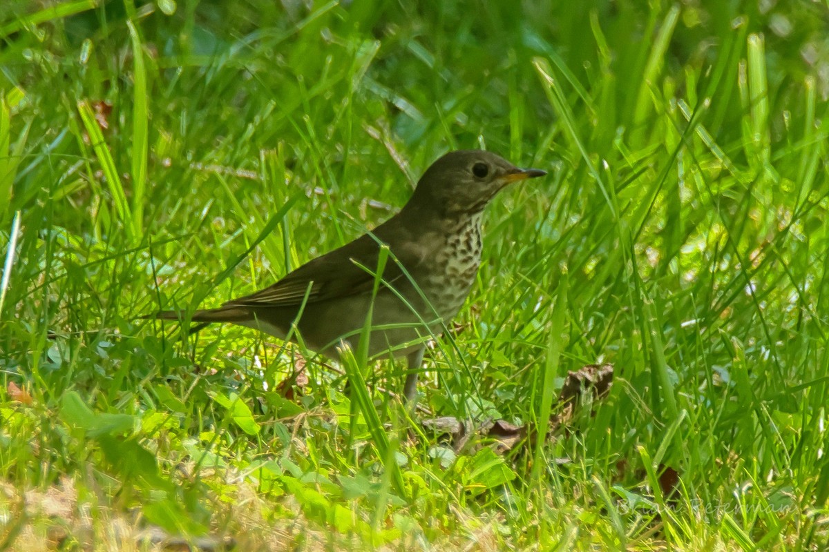 Gray-cheeked Thrush - Brian Peterman