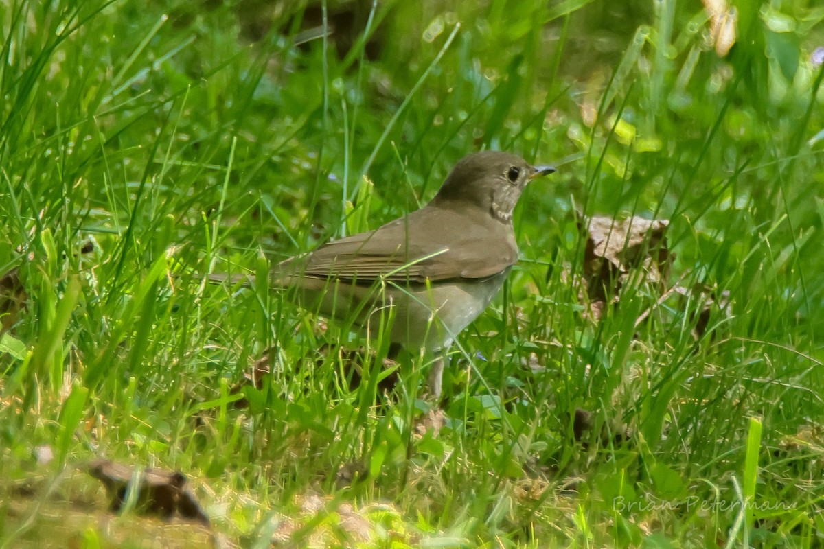 Gray-cheeked Thrush - Brian Peterman