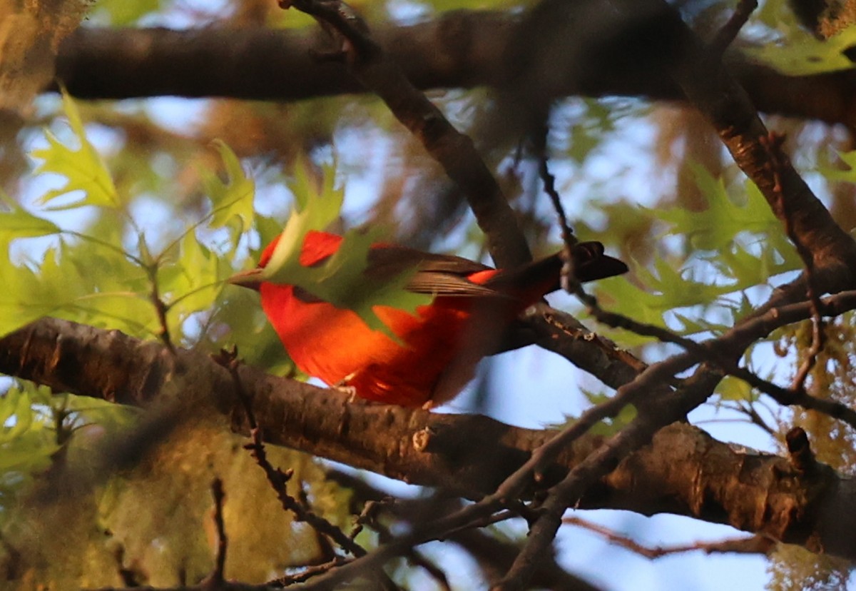 Scarlet Tanager - ML618184628