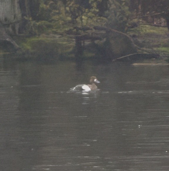 Greater Scaup - Blake Rodgers