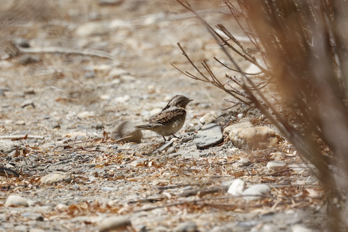 Eurasian Wryneck - Gurmet Stanba