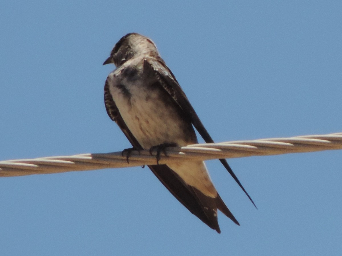 Purple Martin - Jan Flanagan