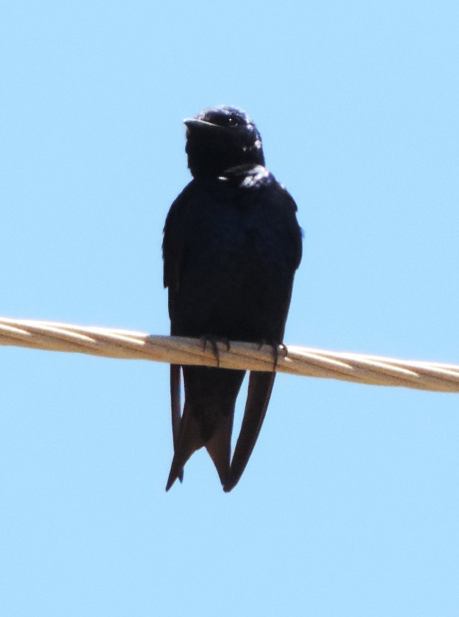 Purple Martin - Jan Flanagan