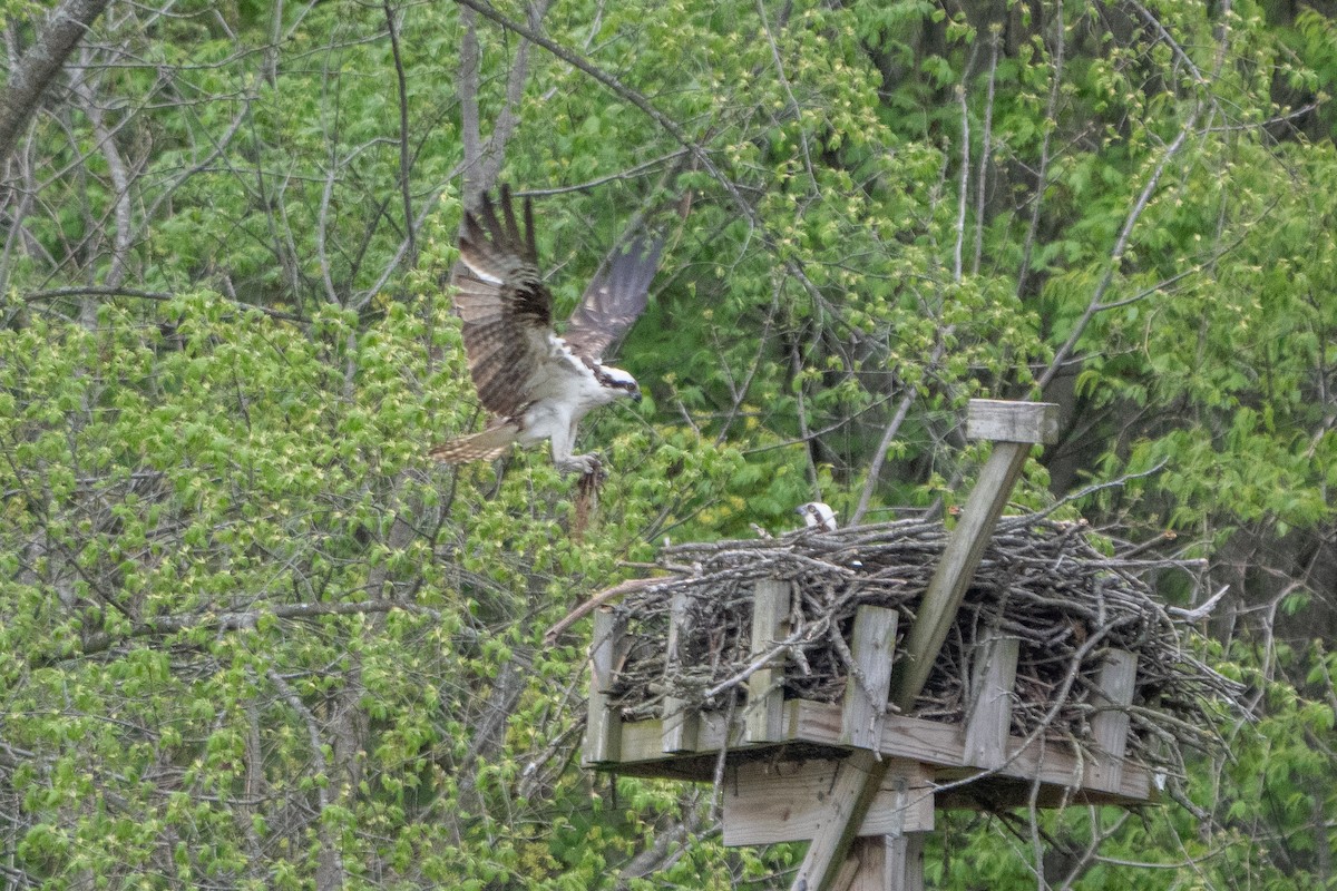 Osprey - ML618184699