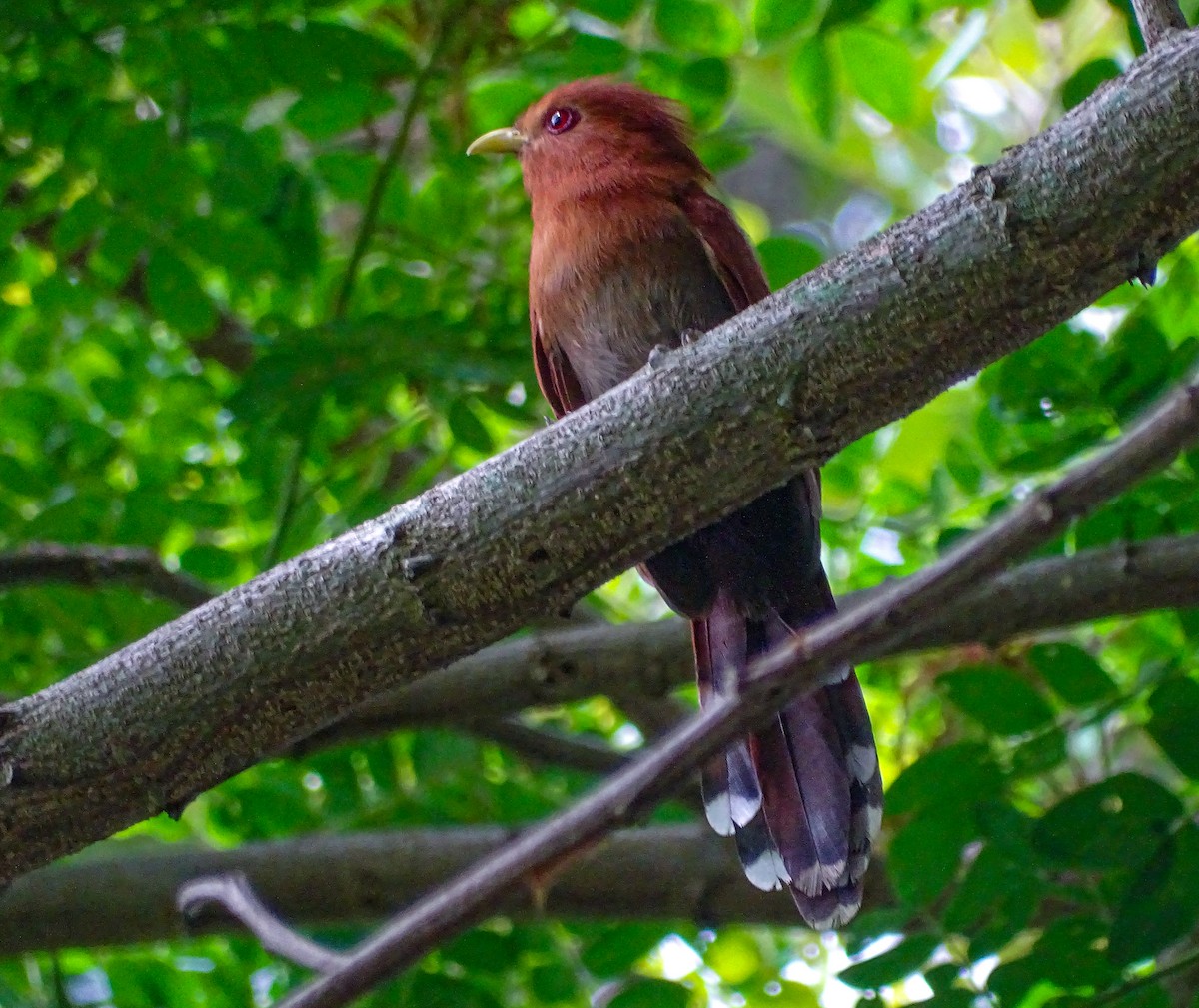 Little Cuckoo - Mariana Simons Gonzalez