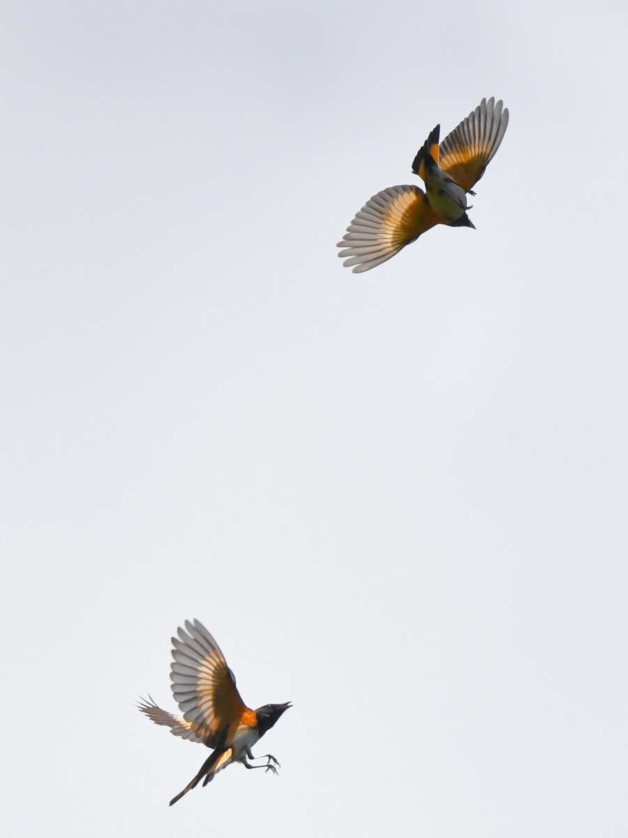 American Redstart - ML618184716