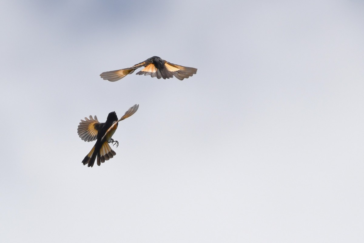 American Redstart - ML618184717