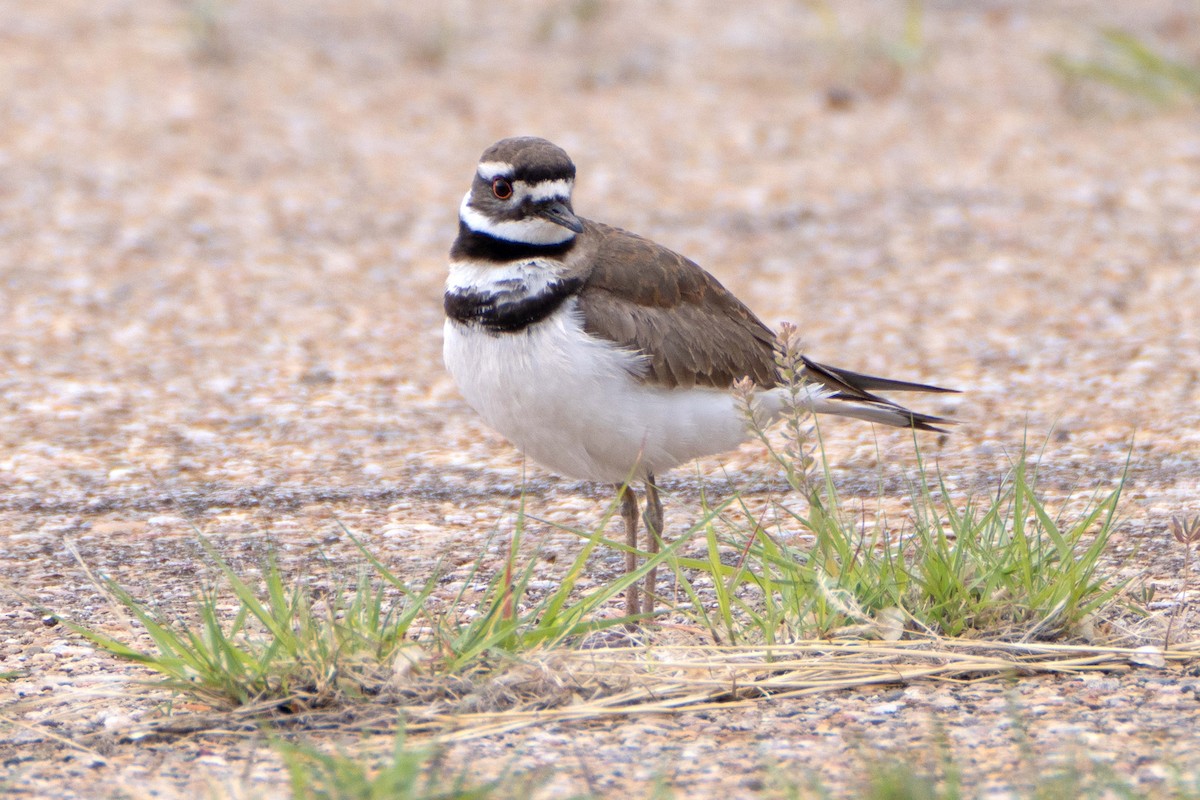 Killdeer - Susan Elliott