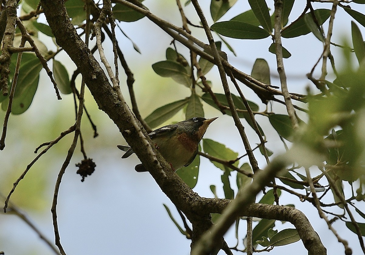 Northern Parula - JoAnna Clayton