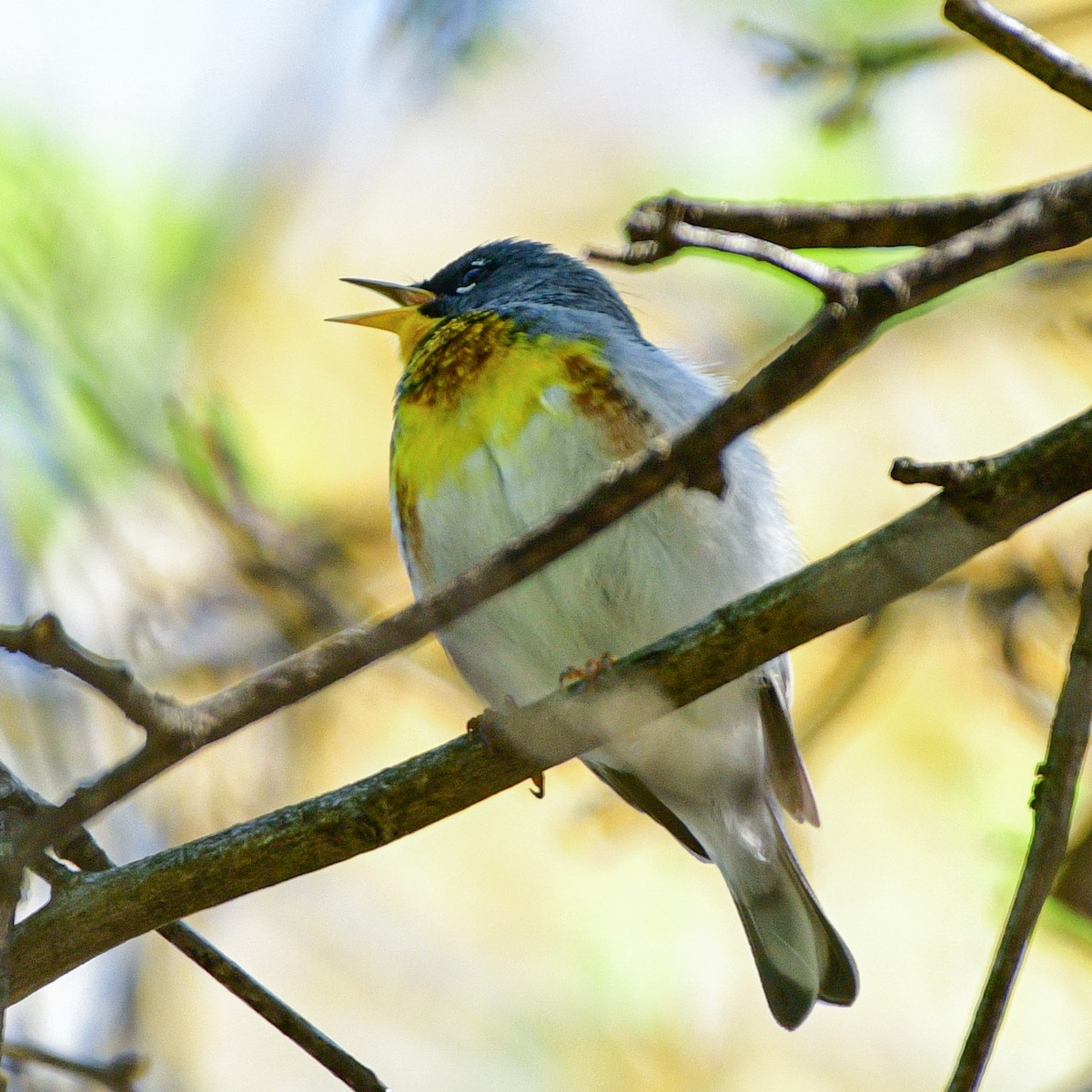 Northern Parula - Meredith Meyer