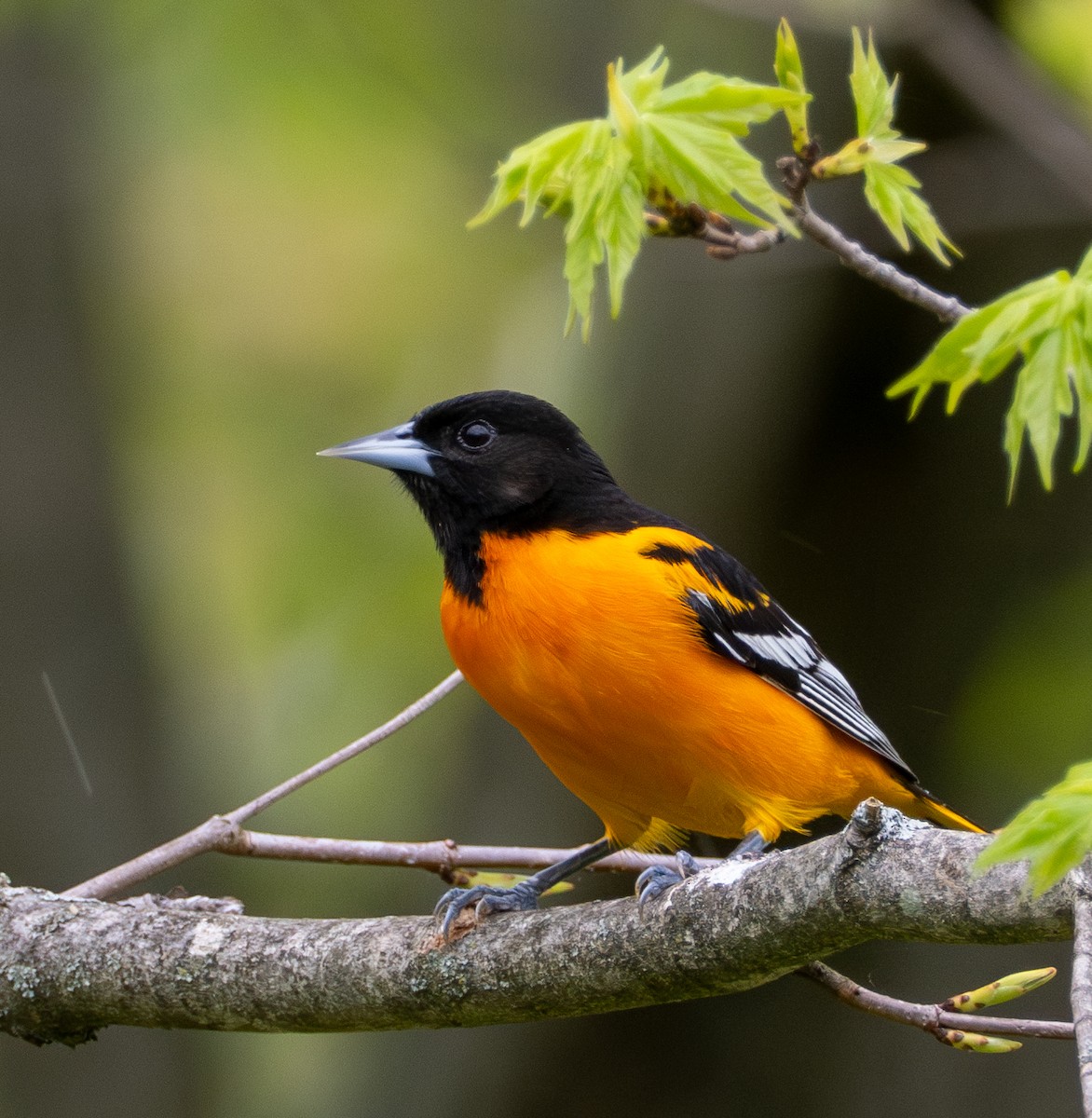 Baltimore Oriole - Anthony Schmitt