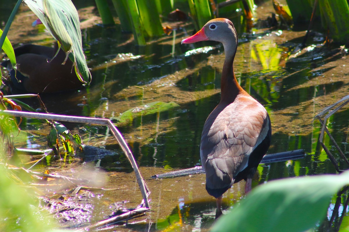 Black-bellied Whistling-Duck - Clint Robinson