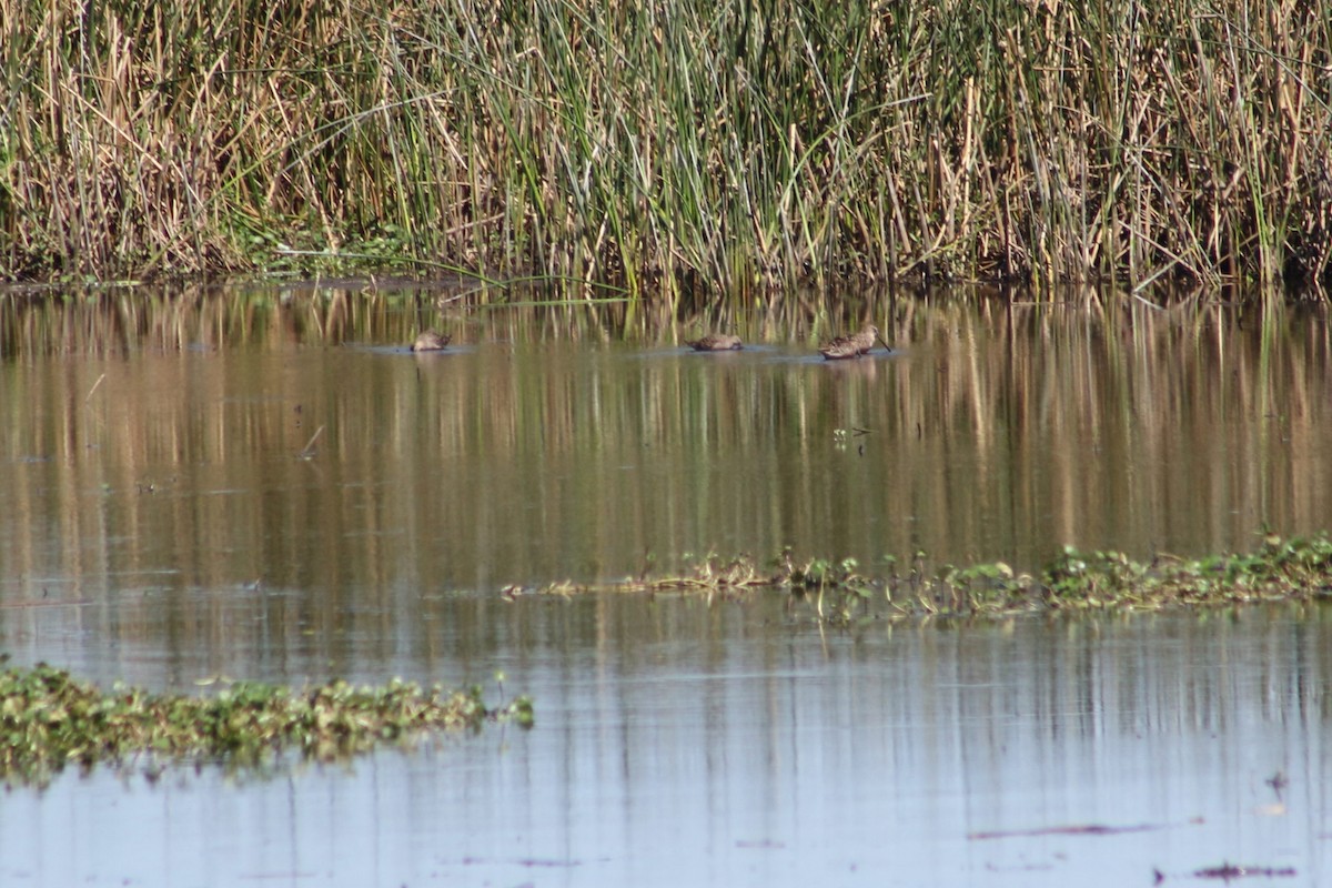 Long-billed Dowitcher - ML618184848