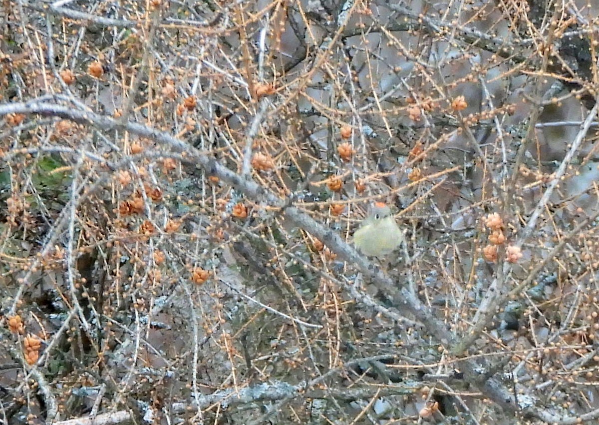 Ruby-crowned Kinglet - Nicole St-Amant