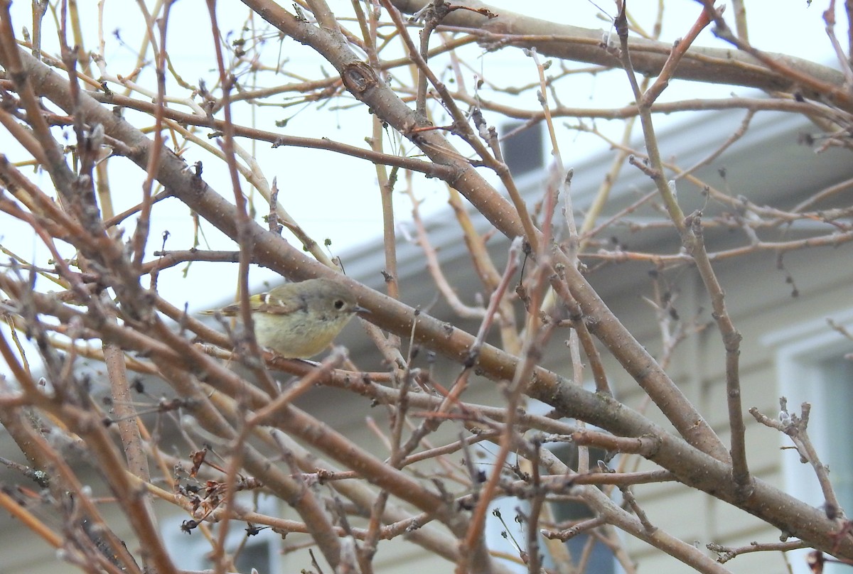 Ruby-crowned Kinglet - Nicole St-Amant