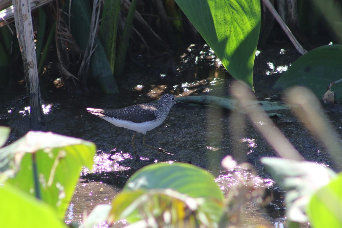 Solitary Sandpiper - ML618184857