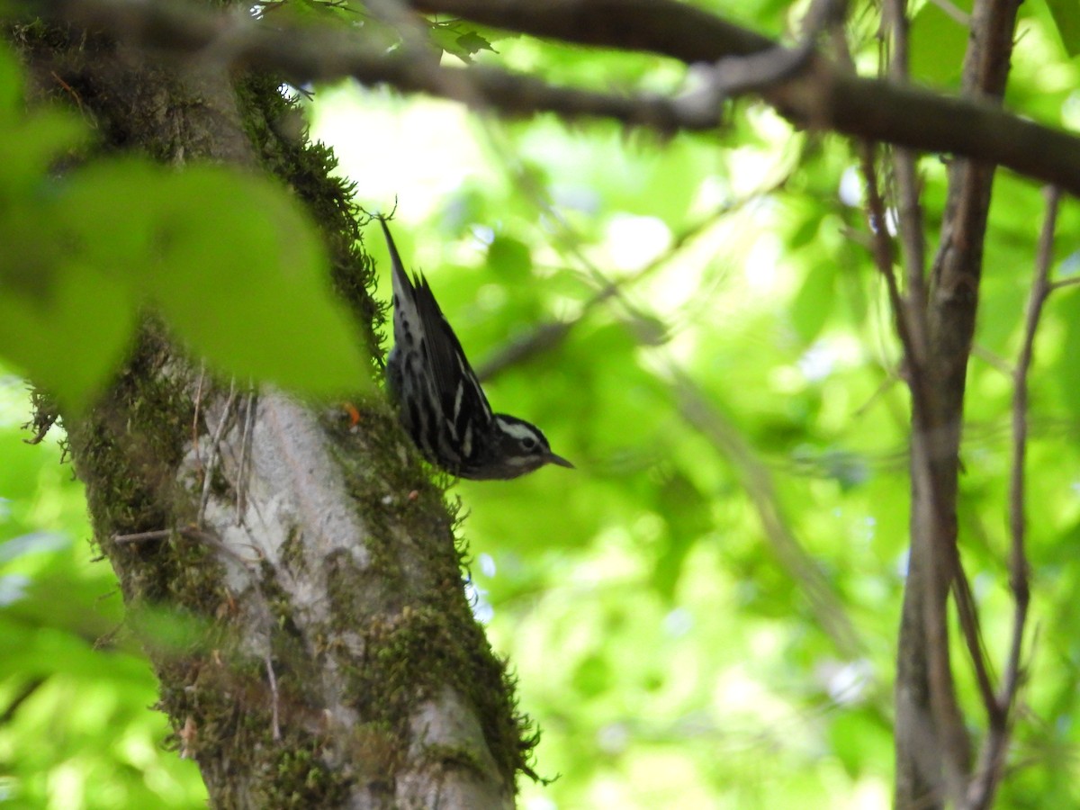 Black-and-white Warbler - ML618184858
