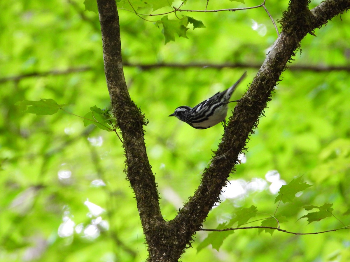 Black-and-white Warbler - ML618184859