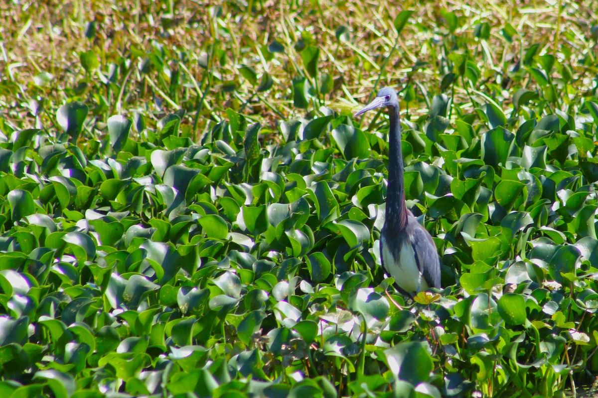 Tricolored Heron - Clint Robinson