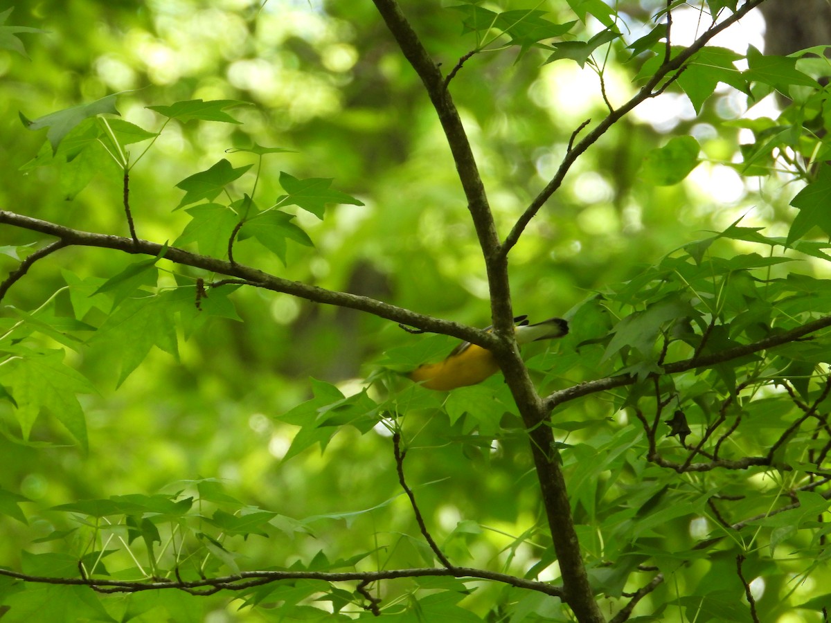 Prothonotary Warbler - ML618184872