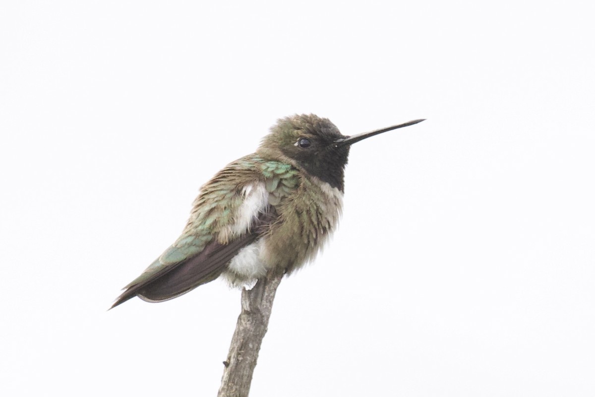 Black-chinned Hummingbird - Otto Mayer