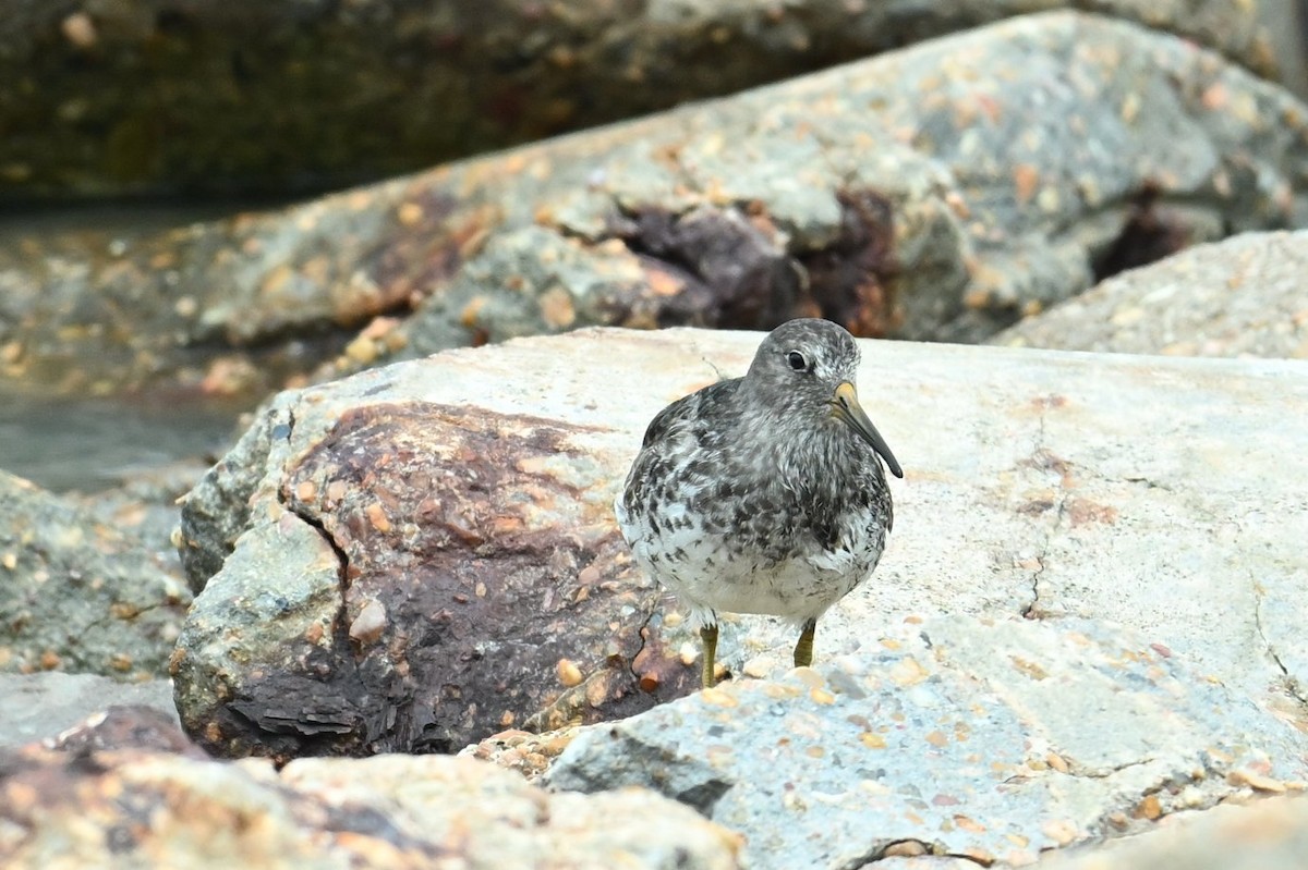 Purple Sandpiper - ML618184904
