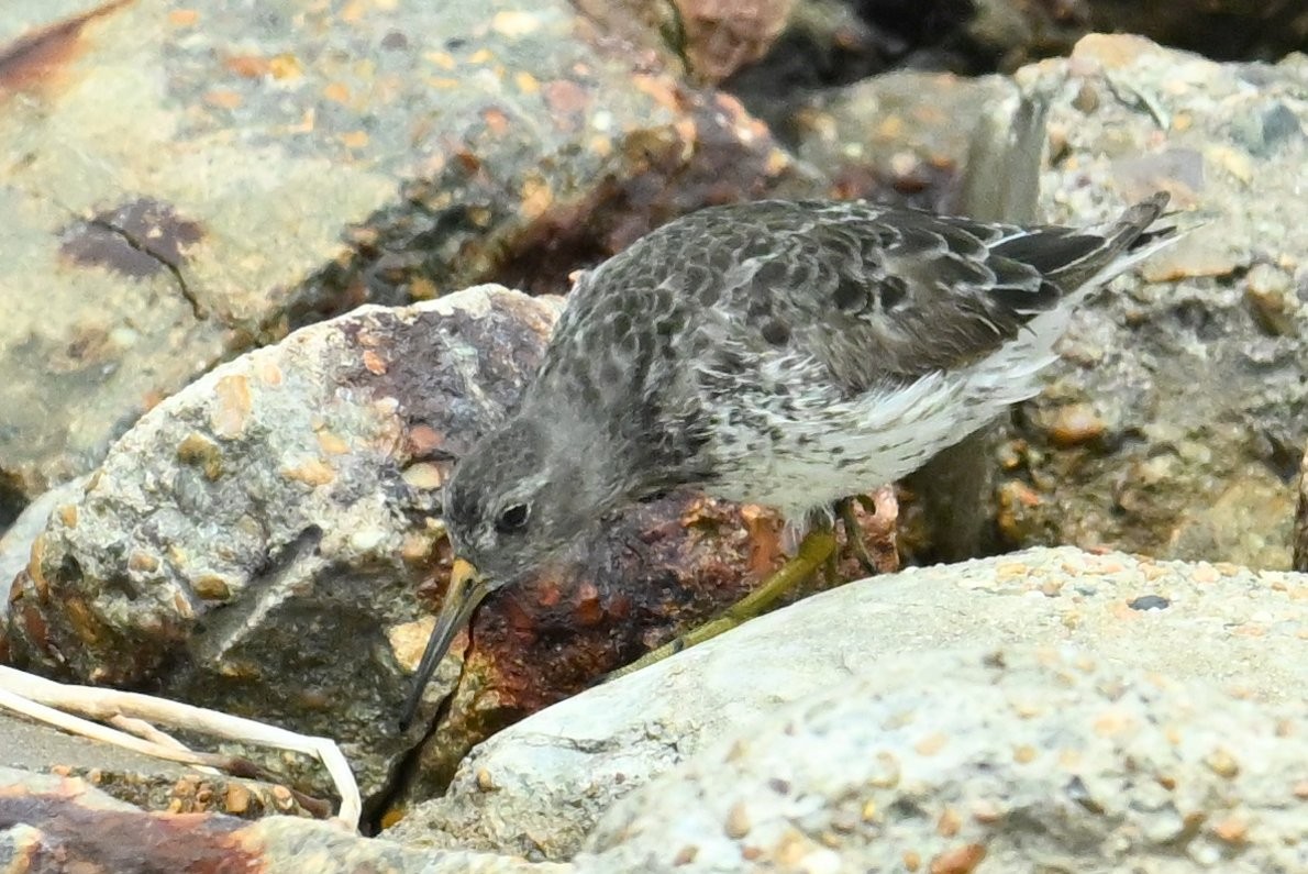 Purple Sandpiper - ML618184905