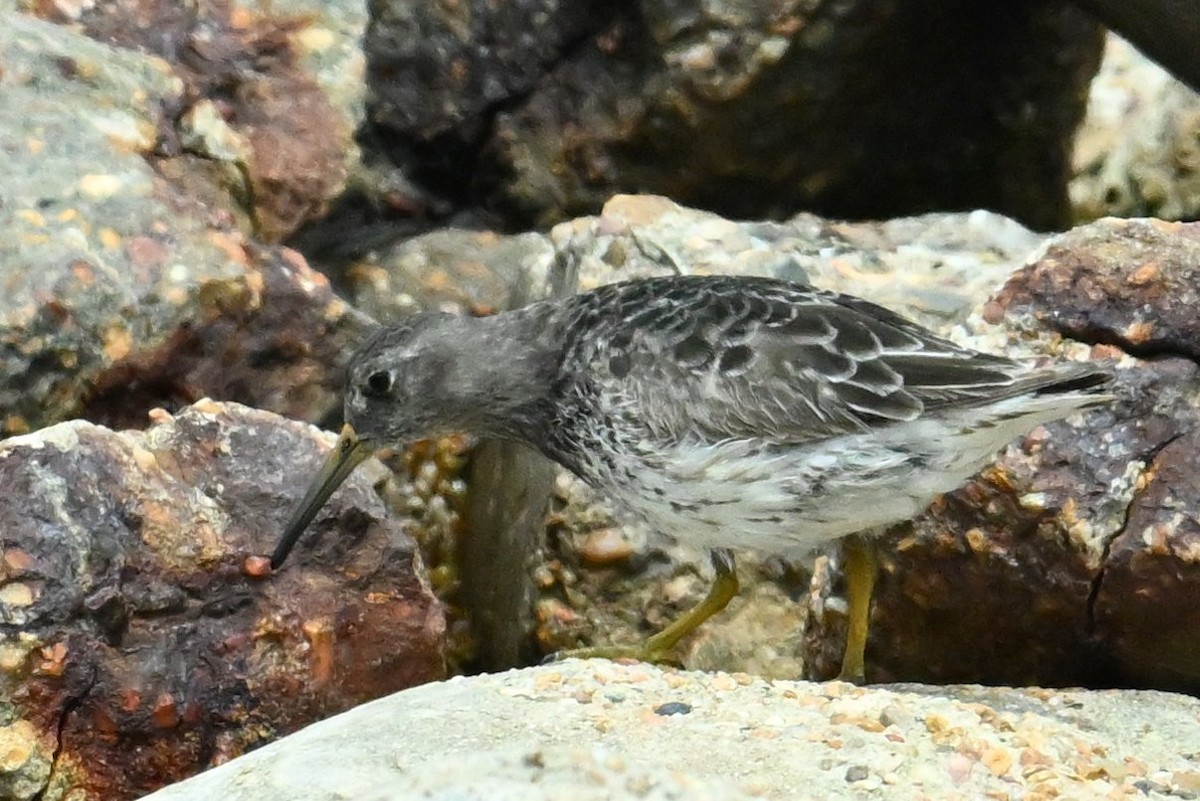 Purple Sandpiper - ML618184910
