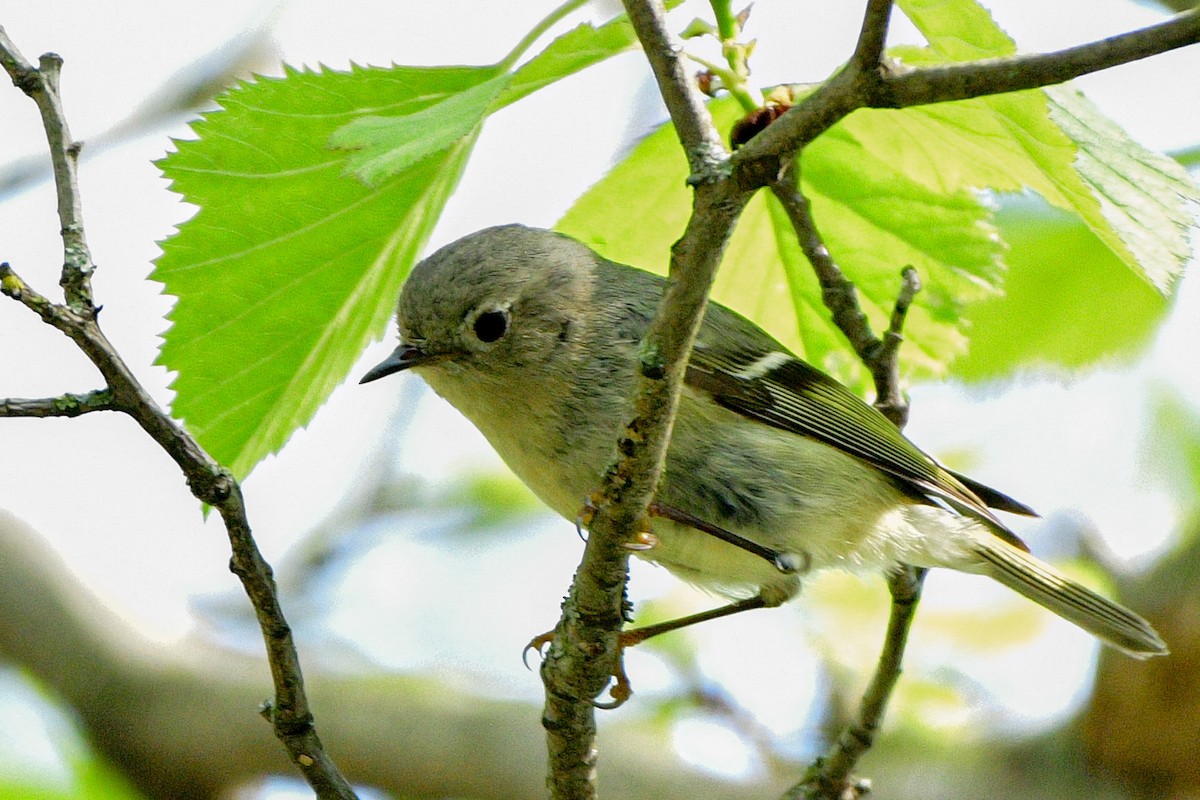 Ruby-crowned Kinglet - ML618184922