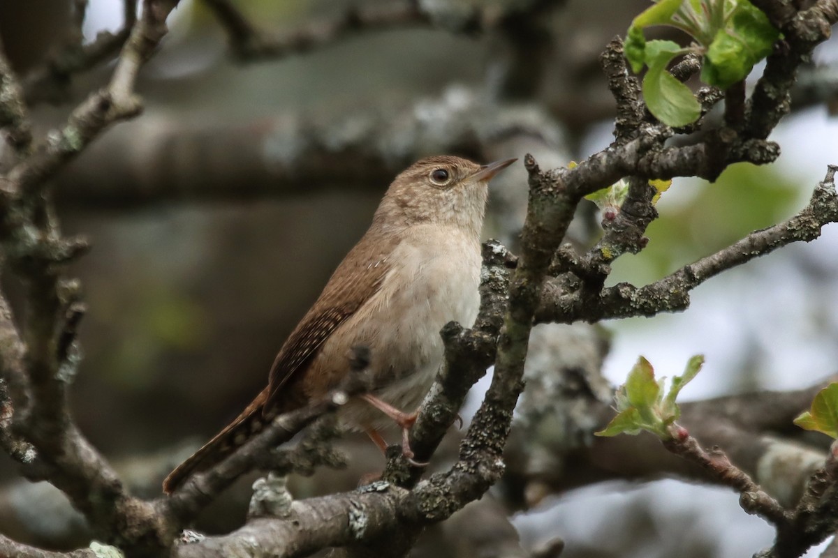 House Wren - Travis Suckow