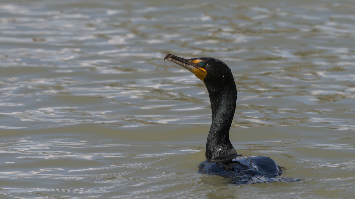 Double-crested Cormorant - ML618185022