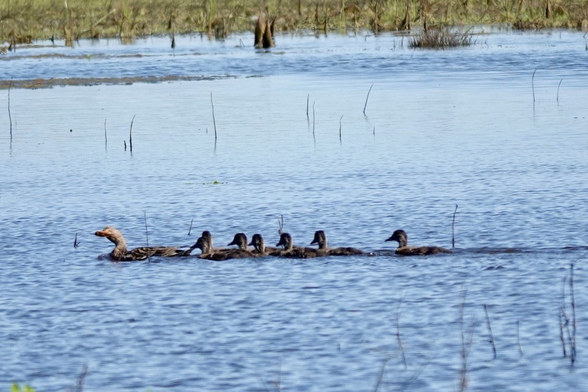 Mallard - Bob Greenleaf