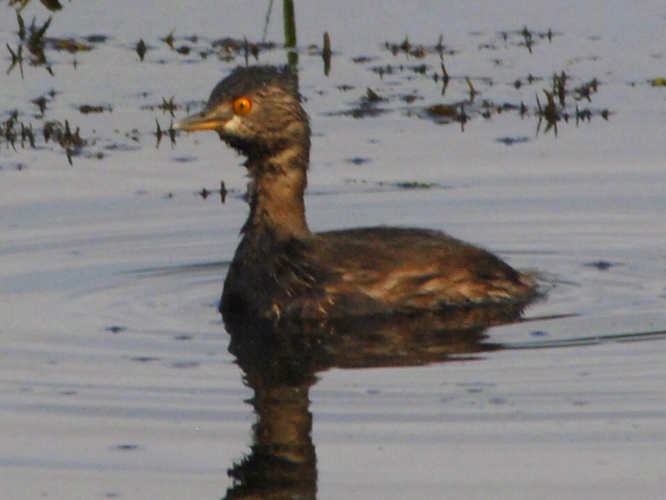 Least Grebe - Susan Lessner