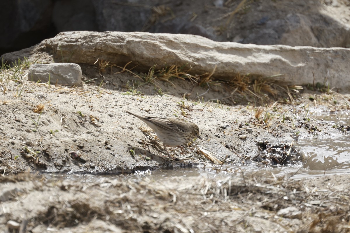 Tree Pipit - Gurmet Stanba