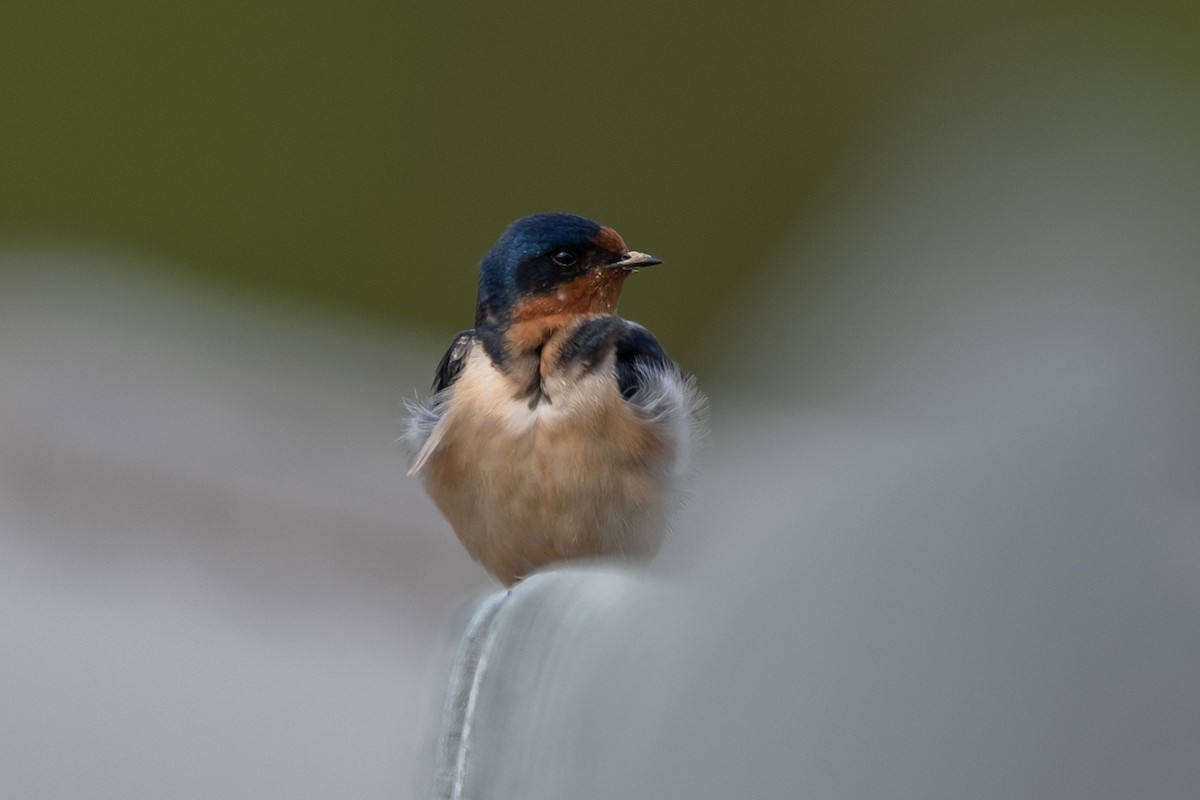 Barn Swallow - Tim Horvath