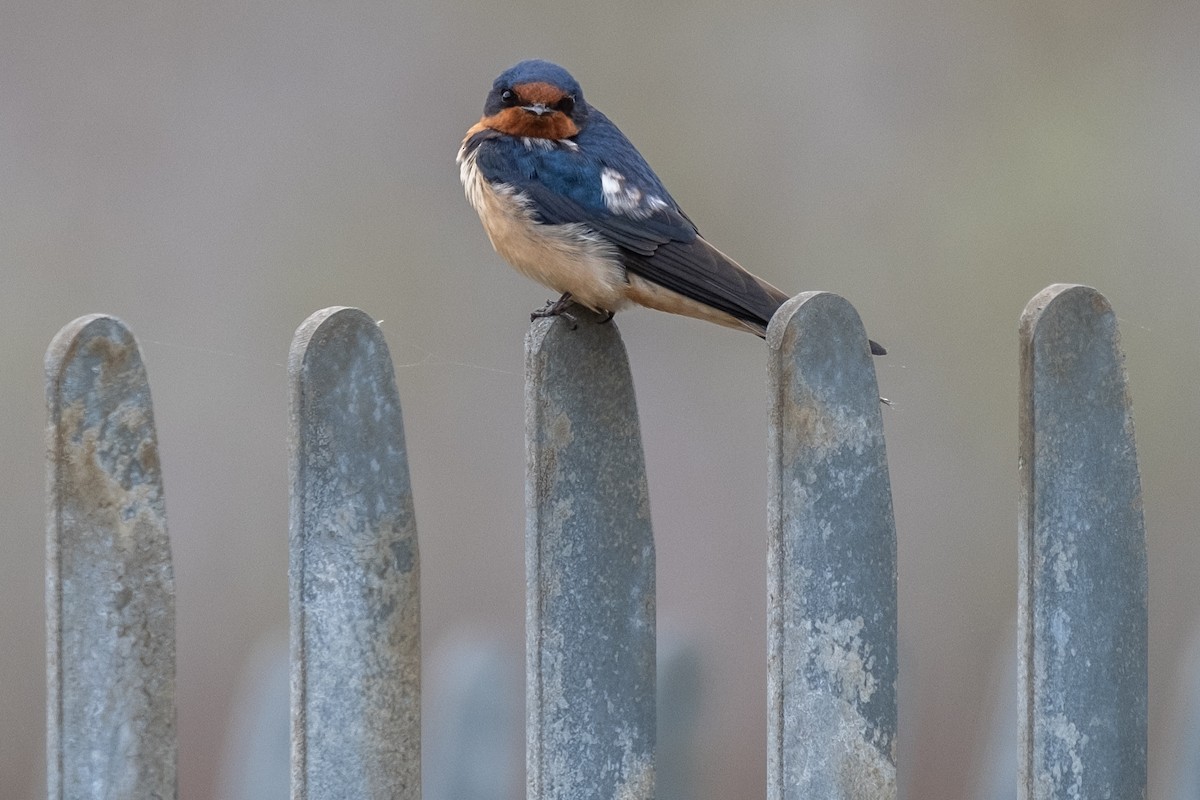 Barn Swallow - Tim Horvath