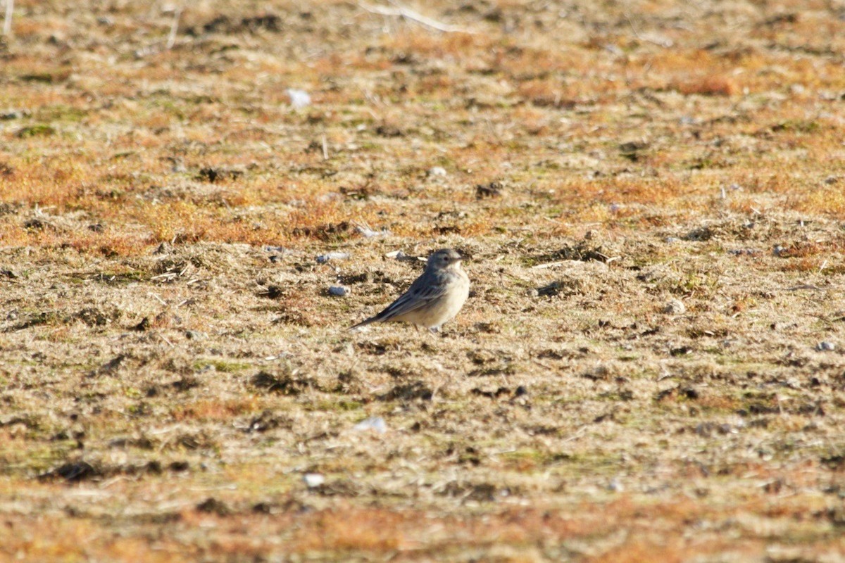 American Pipit - Loyan Beausoleil