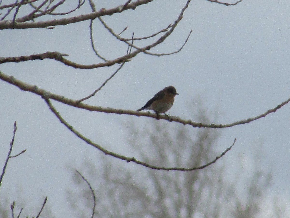 Eastern Bluebird - ML618185104