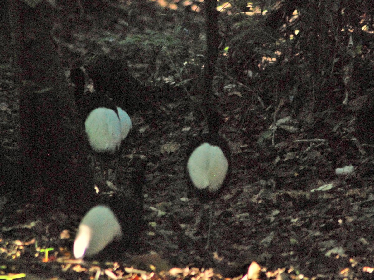 Pale-winged Trumpeter - ML618185105