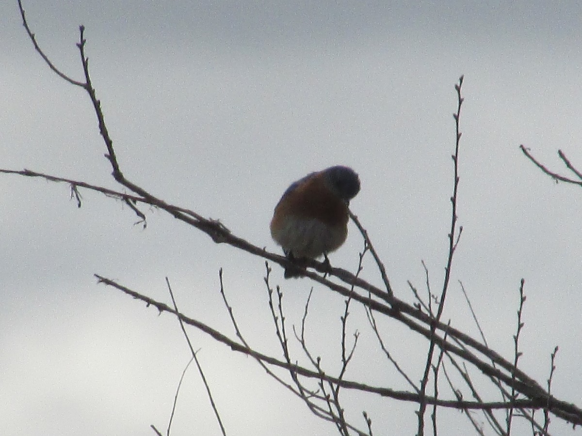 Eastern Bluebird - ML618185110