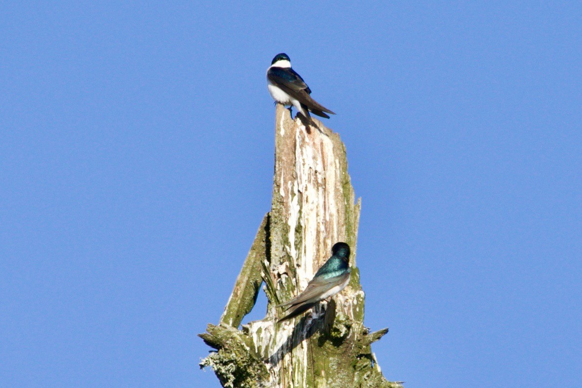 Tree Swallow - Loyan Beausoleil